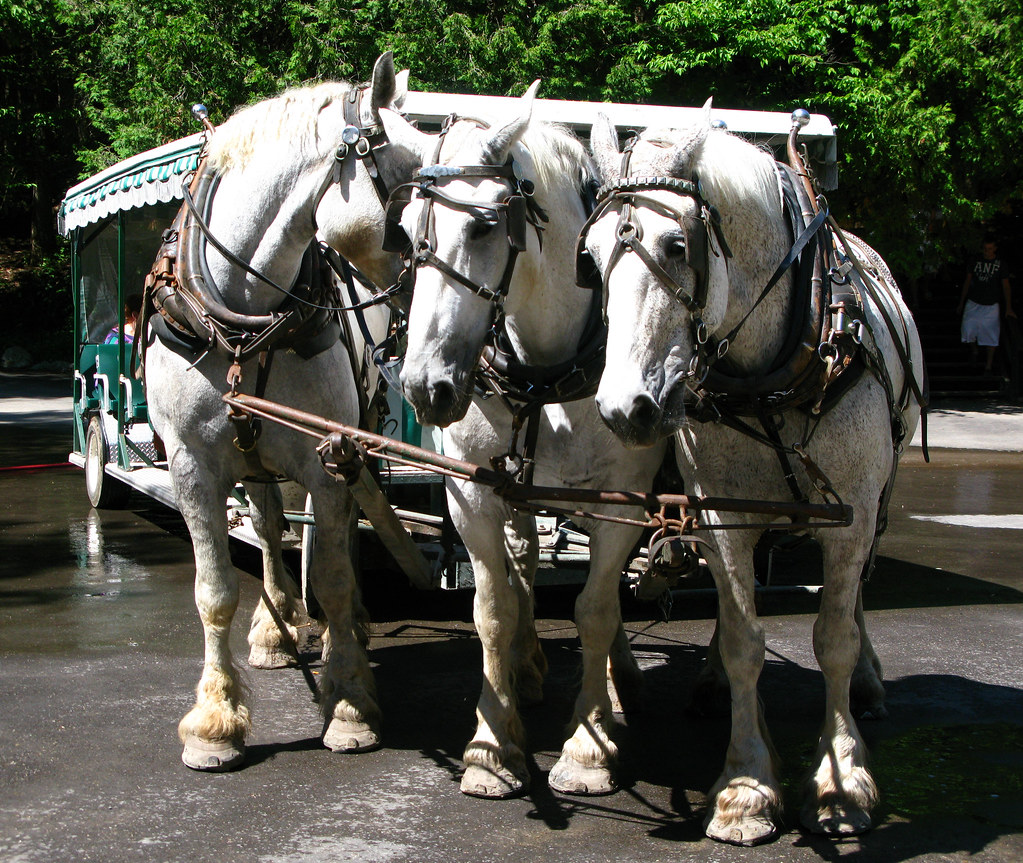 Ban horse-drawn carriages: A clear step towards safety