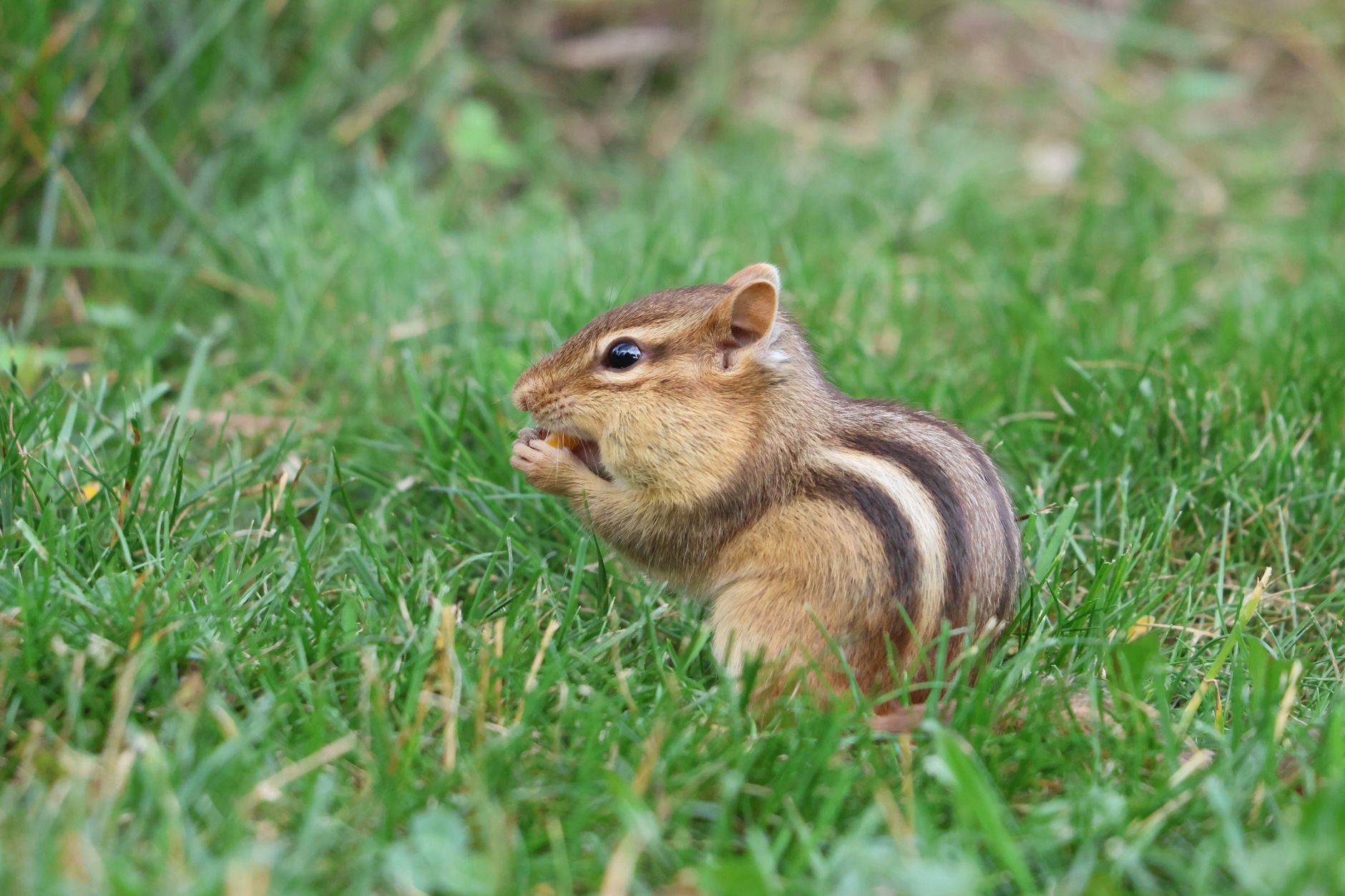 Are Minnesota wildlife habitat protections the worst for nature?